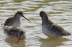 Spotted Redshank