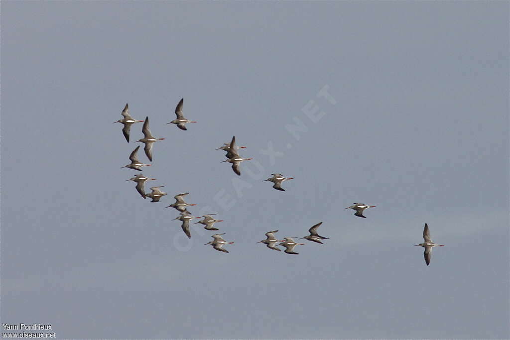 Spotted Redshank, Flight