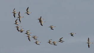 Spotted Redshank