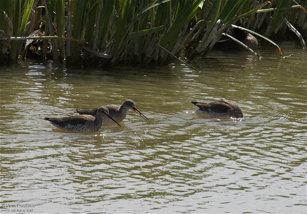 Spotted Redshank