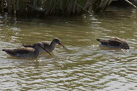 Spotted Redshank