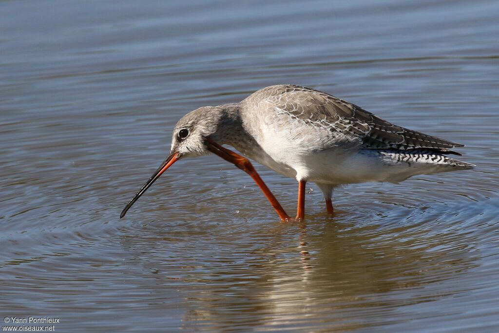 Spotted Redshank