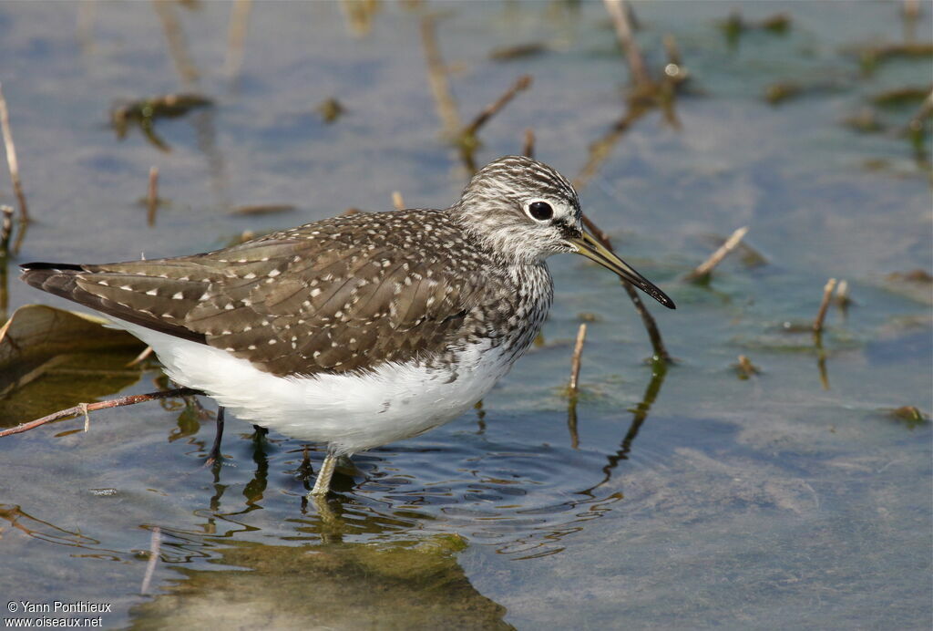 Green Sandpiper