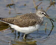 Green Sandpiper