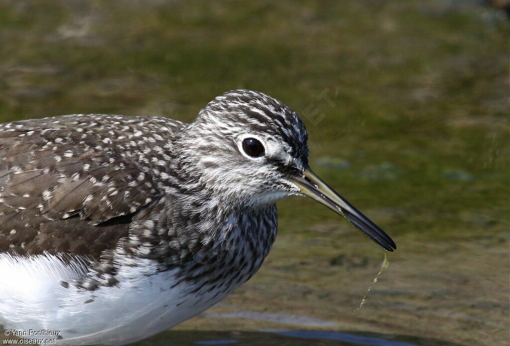 Green Sandpiper