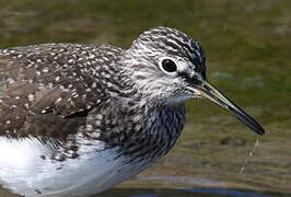 Green Sandpiper