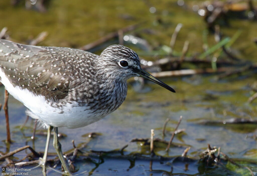 Green Sandpiper