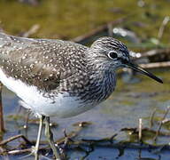 Green Sandpiper