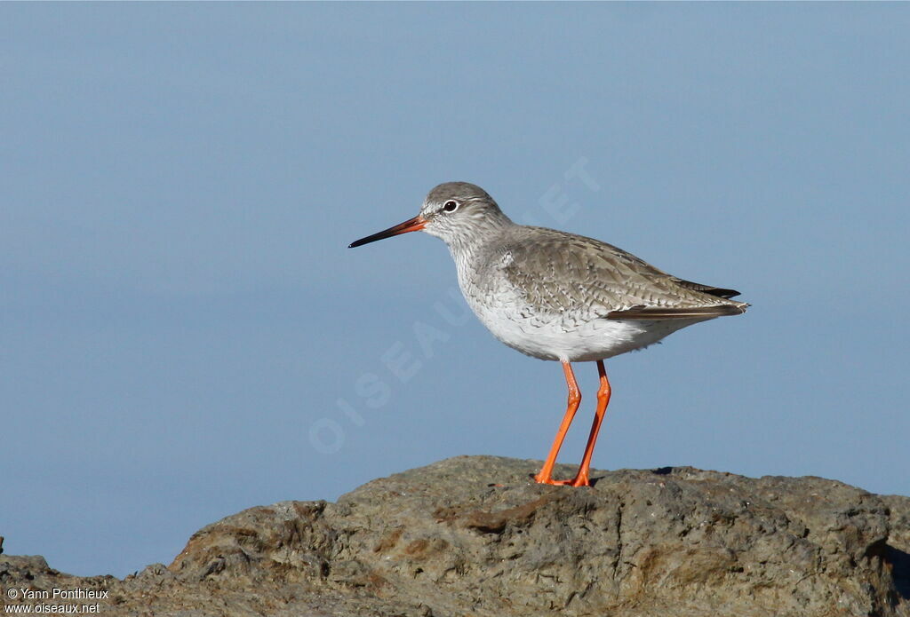 Common Redshank