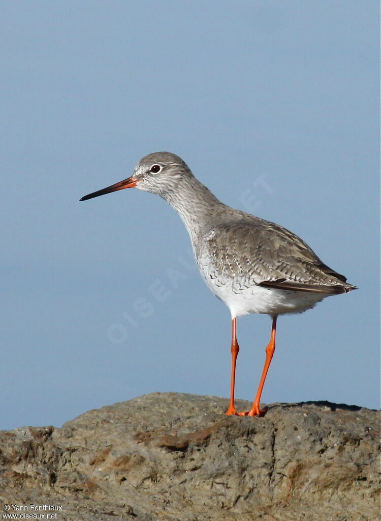 Common Redshank