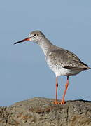 Common Redshank