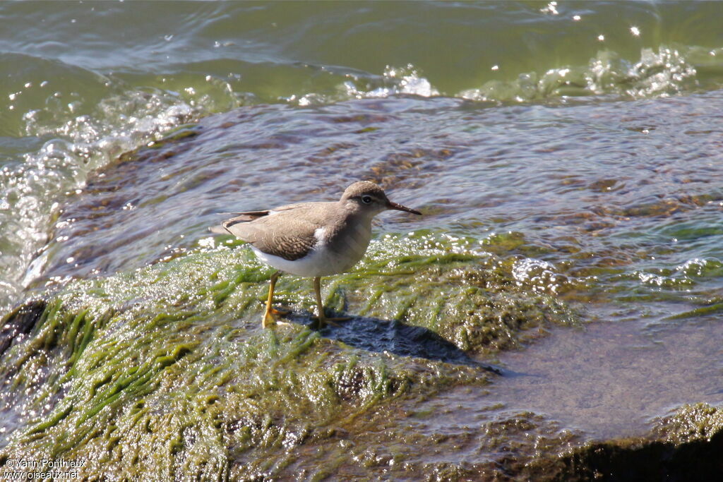 Spotted Sandpiperjuvenile