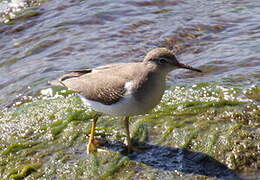 Spotted Sandpiper