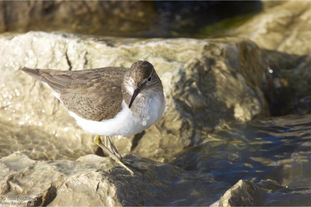 Common Sandpiper