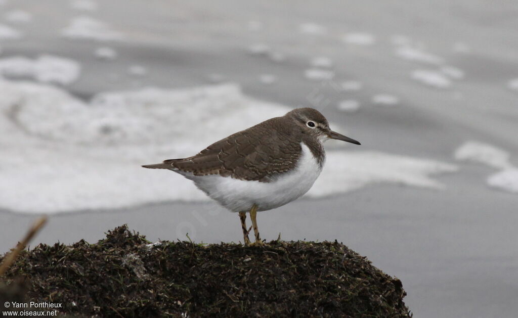 Common Sandpiperadult post breeding