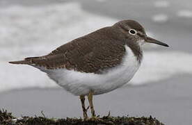 Common Sandpiper