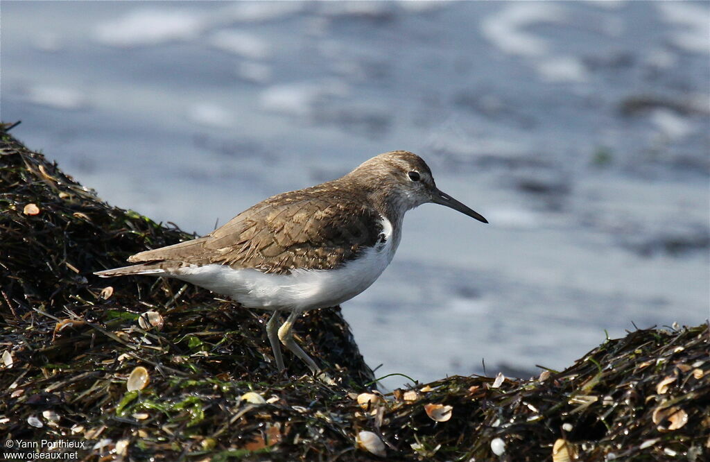 Common Sandpiper