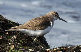 Common Sandpiper