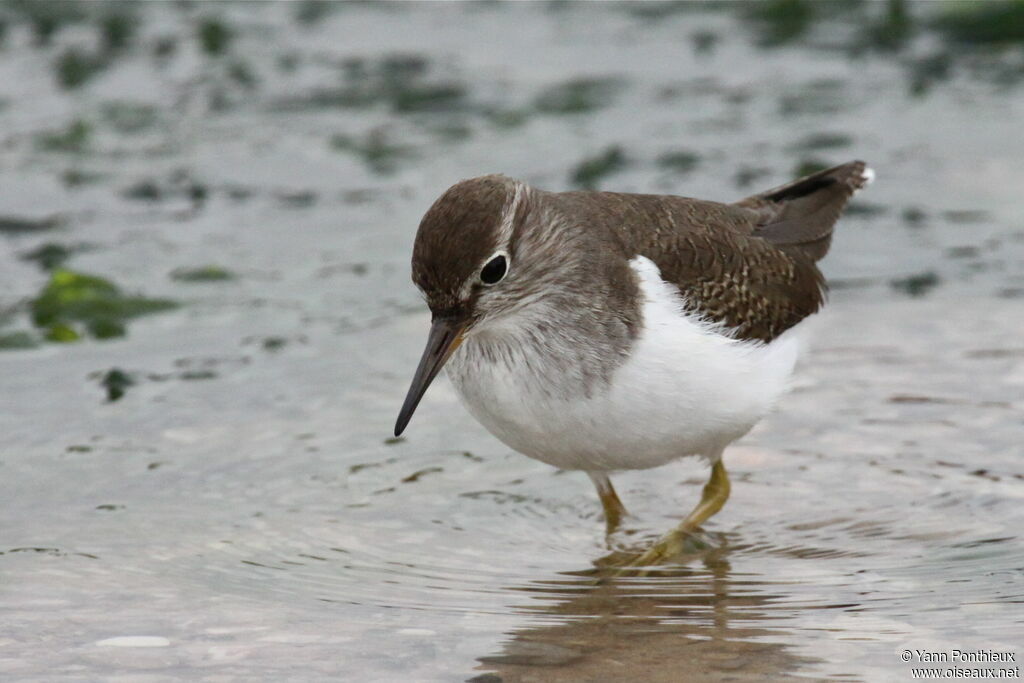 Common Sandpiper