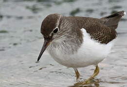 Common Sandpiper