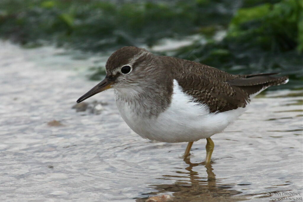 Common Sandpiper