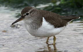 Common Sandpiper