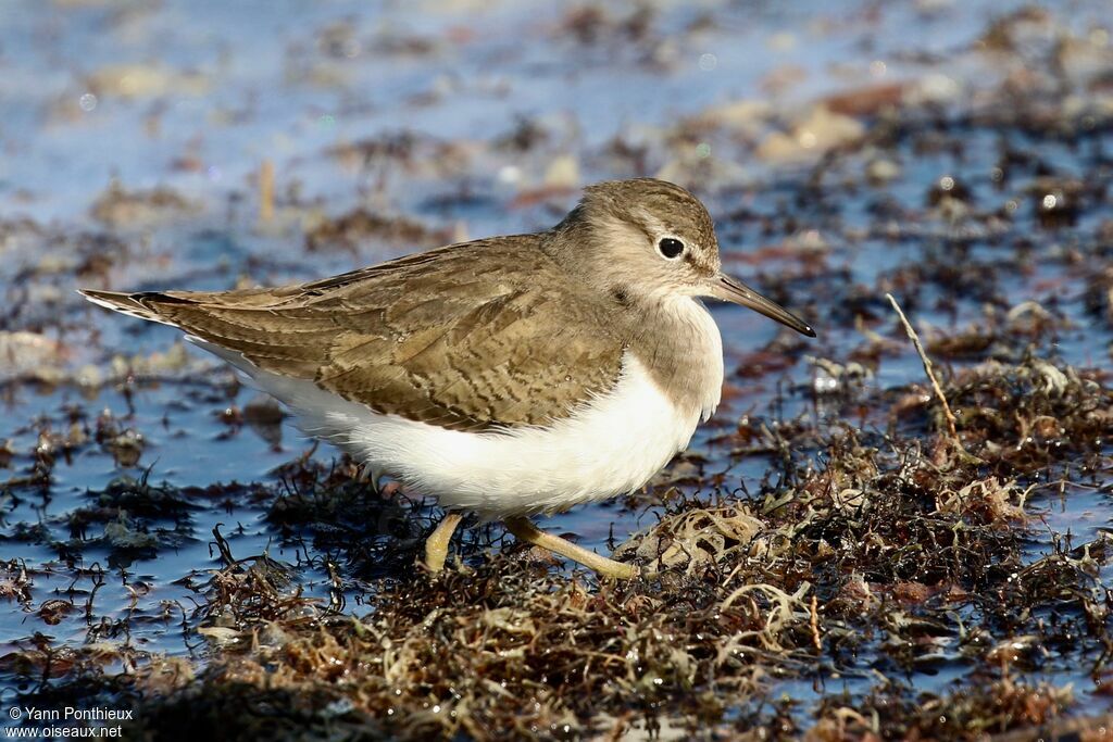 Common Sandpiper