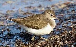 Common Sandpiper