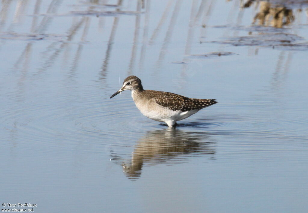 Wood Sandpiper