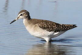 Wood Sandpiper