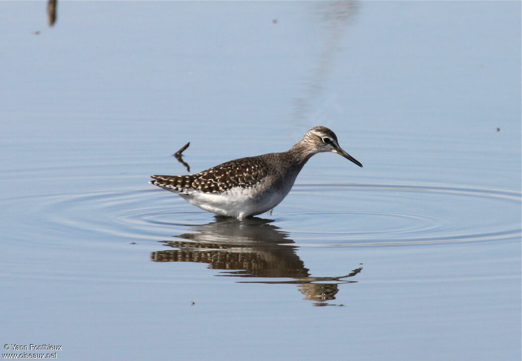 Wood Sandpiper