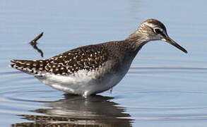 Wood Sandpiper