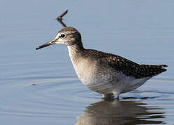 Wood Sandpiper