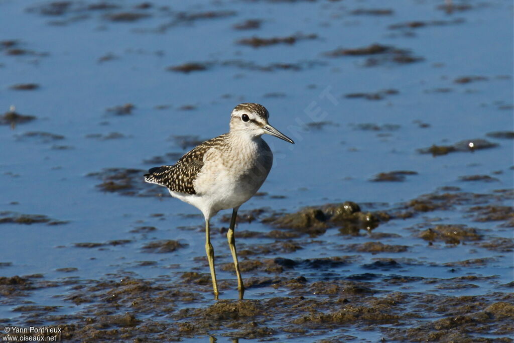 Wood Sandpiper