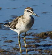 Wood Sandpiper