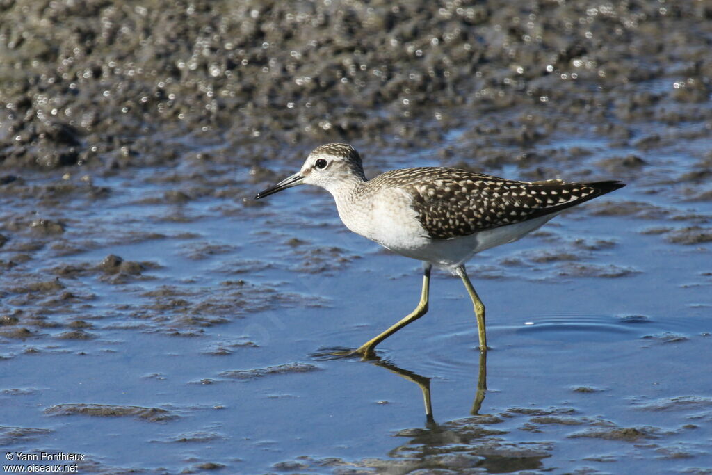 Wood Sandpiper