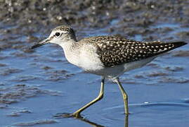 Wood Sandpiper