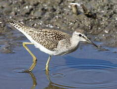 Wood Sandpiper