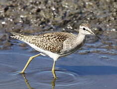 Wood Sandpiper