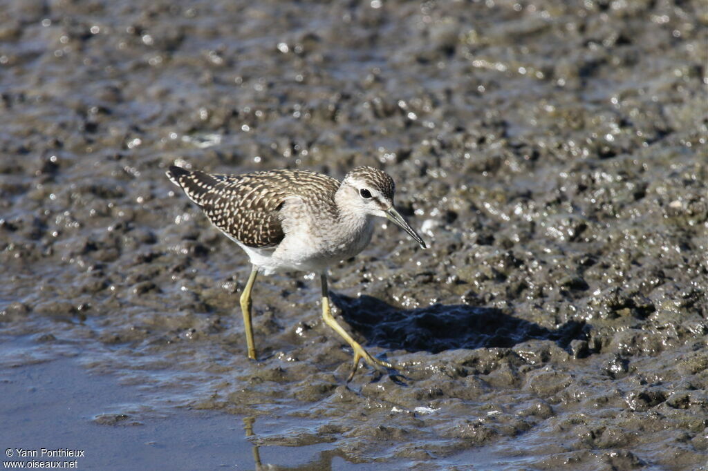 Wood Sandpiper