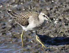 Wood Sandpiper