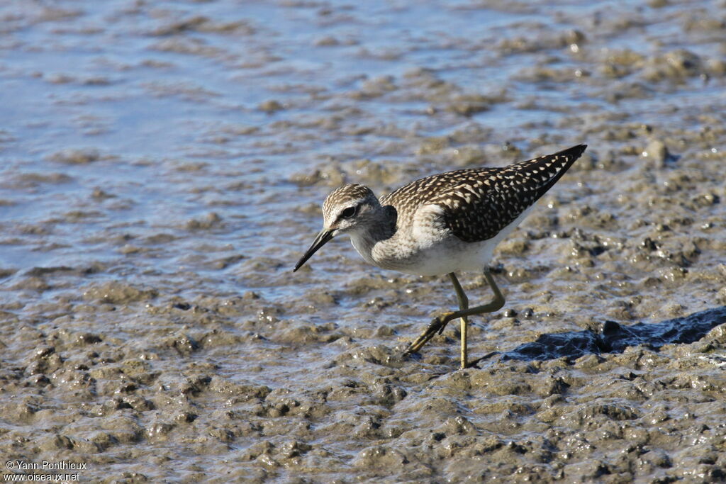 Wood Sandpiper