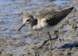 Wood Sandpiper