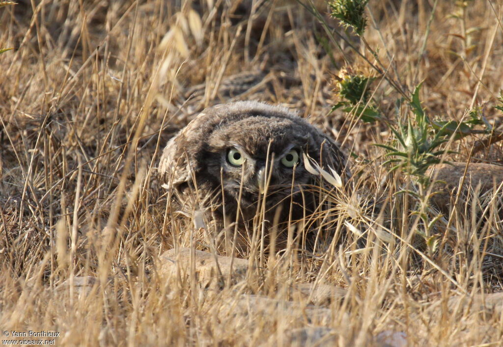 Little Owljuvenile