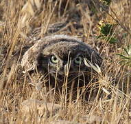 Little Owl