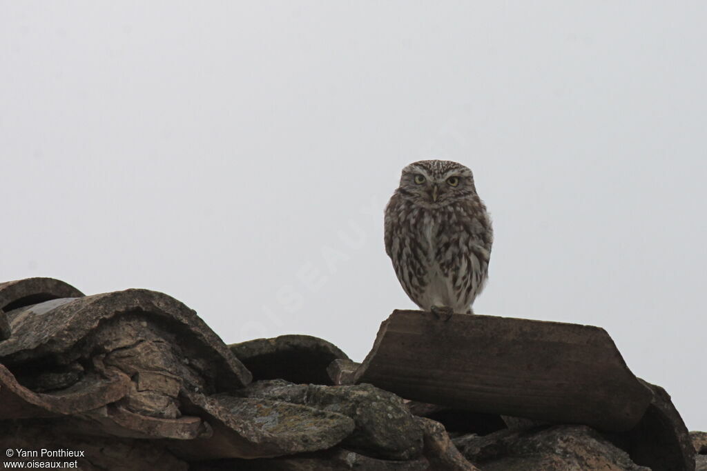 Little Owl