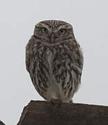 Little Owl