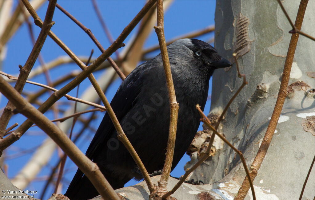 Western Jackdaw