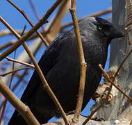 Western Jackdaw