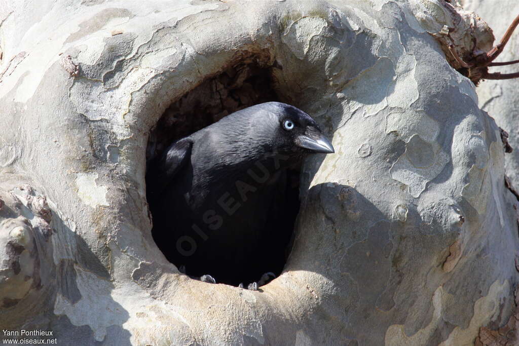 Western Jackdawadult breeding, Reproduction-nesting